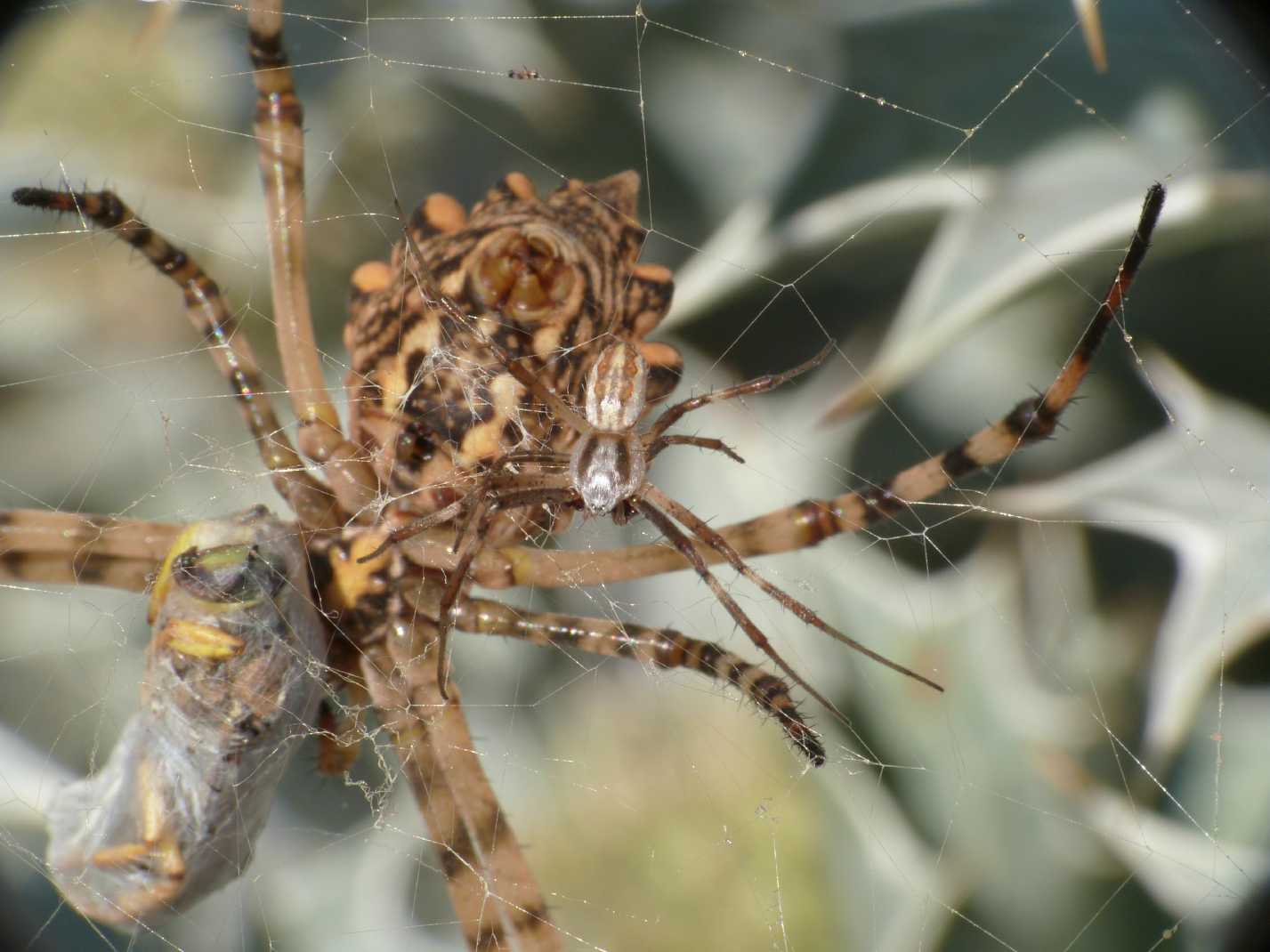 Maschio di Argiope lobata